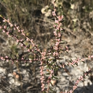Leucopogon ericoides (Pink Beard-Heath) at Fingal Bay, NSW by Tapirlord
