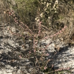 Styphelia ericoides at Fingal Bay, NSW - 9 Jul 2022