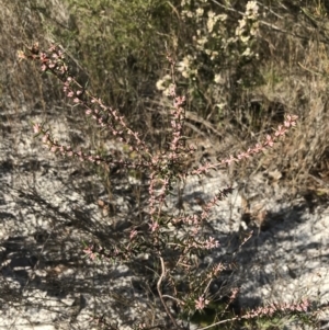 Styphelia ericoides at Fingal Bay, NSW - 9 Jul 2022