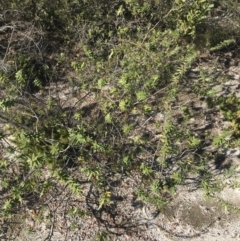 Styphelia viridis subsp. viridis at Fingal Bay, NSW - 9 Jul 2022