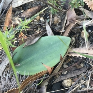 Pyrorchis nigricans at Fingal Bay, NSW - 9 Jul 2022