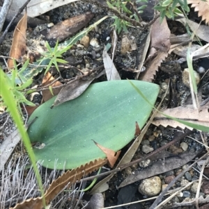 Pyrorchis nigricans at Fingal Bay, NSW - suppressed