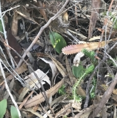 Pyrorchis nigricans at Fingal Bay, NSW - suppressed