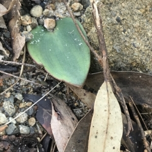 Pyrorchis nigricans at Fingal Bay, NSW - 9 Jul 2022