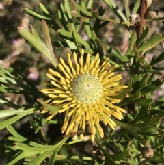 Isopogon anemonifolius (Common Drumsticks) at Fingal Bay, NSW - 9 Jul 2022 by Tapirlord