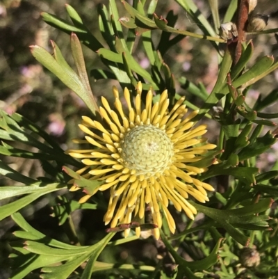 Isopogon anemonifolius (Common Drumsticks) at Tomaree National Park - 9 Jul 2022 by Tapirlord