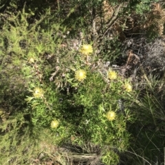 Isopogon anemonifolius at Fingal Bay, NSW - 9 Jul 2022