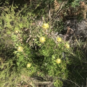 Isopogon anemonifolius at Fingal Bay, NSW - suppressed
