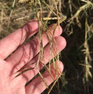 Hyparrhenia hirta at Fingal Bay, NSW - 9 Jul 2022