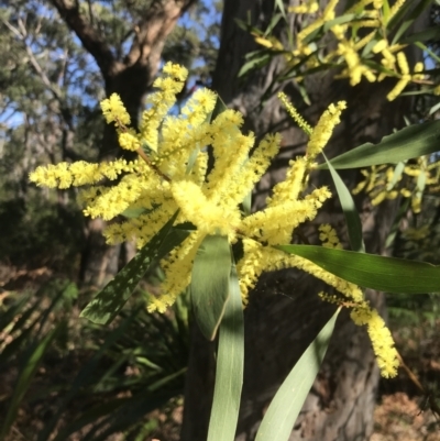 Acacia longifolia (Sydney Golden Wattle) at Tomaree National Park - 9 Jul 2022 by Tapirlord