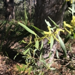 Acacia longifolia at Fingal Bay, NSW - 9 Jul 2022