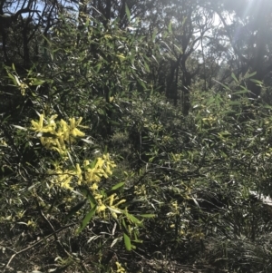 Acacia longifolia at Fingal Bay, NSW - 9 Jul 2022