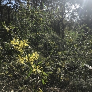 Acacia longifolia at Fingal Bay, NSW - 9 Jul 2022 01:38 PM