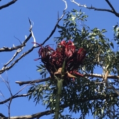 Doryanthes excelsa (Gymea Lily) at Tomaree National Park - 9 Jul 2022 by Tapirlord