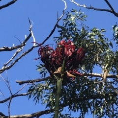 Doryanthes excelsa (Gymea Lily) at Fingal Bay, NSW - 9 Jul 2022 by Tapirlord