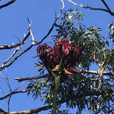 Doryanthes excelsa (Gymea Lily) at Tomaree National Park - 9 Jul 2022 by Tapirlord