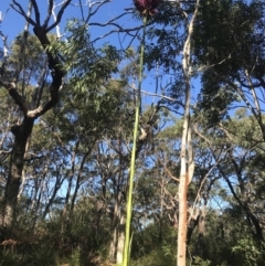 Doryanthes excelsa at Fingal Bay, NSW - suppressed
