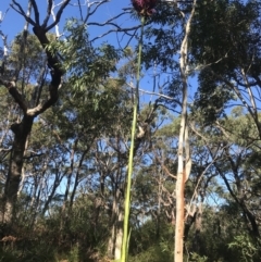 Doryanthes excelsa at Fingal Bay, NSW - 9 Jul 2022