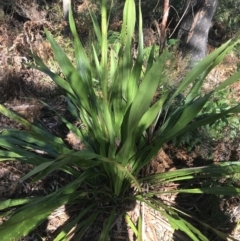 Doryanthes excelsa at Fingal Bay, NSW - suppressed