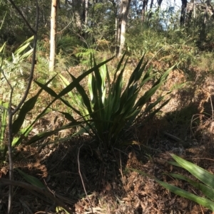 Doryanthes excelsa at Fingal Bay, NSW - suppressed