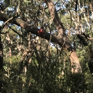 Doryanthes excelsa at Fingal Bay, NSW - suppressed