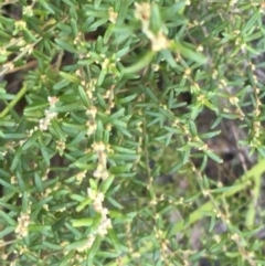 Leucopogon ericoides (TBC) at Fingal Bay, NSW - 9 Jul 2022 by Tapirlord