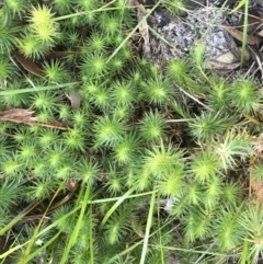 Astroloma pinifolium (Pine Heath) at Tomaree National Park - 9 Jul 2022 by Tapirlord
