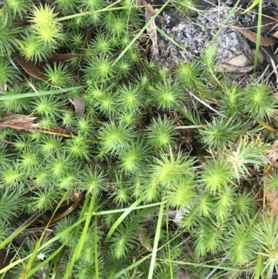 Astroloma pinifolium (Pine Heath) at Fingal Bay, NSW - 9 Jul 2022 by Tapirlord