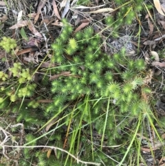 Astroloma pinifolium at Fingal Bay, NSW - 9 Jul 2022 01:35 PM