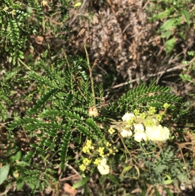 Acacia terminalis (Sunshine Wattle) at Tomaree National Park - 9 Jul 2022 by Tapirlord