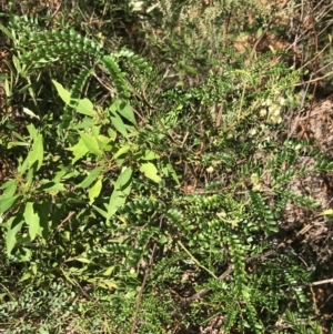 Acacia terminalis at Fingal Bay, NSW - 9 Jul 2022