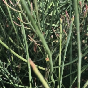 Leptomeria acida at Fingal Bay, NSW - 9 Jul 2022 01:30 PM