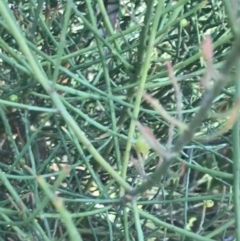 Leptomeria acida at Fingal Bay, NSW - 9 Jul 2022