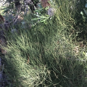 Leptomeria acida at Fingal Bay, NSW - 9 Jul 2022 01:30 PM