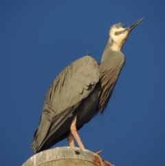 Egretta novaehollandiae (White-faced Heron) at Merimbula, NSW - 19 Jul 2020 by michaelb