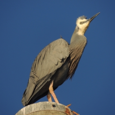 Egretta novaehollandiae (White-faced Heron) at Pambula - 19 Jul 2020 by MichaelBedingfield