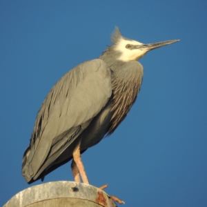 Egretta novaehollandiae at Merimbula, NSW - 19 Jul 2020