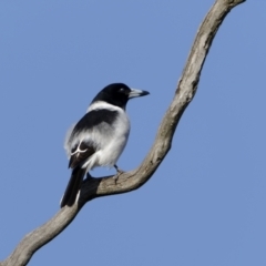 Cracticus nigrogularis at Boorowa, NSW - 24 Jul 2022