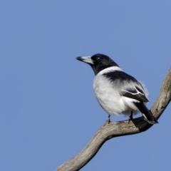 Cracticus nigrogularis at Boorowa, NSW - 24 Jul 2022