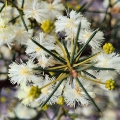 Acacia genistifolia (Early Wattle) at O'Connor, ACT - 26 Jul 2022 by trevorpreston