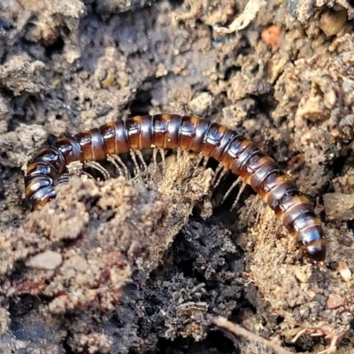 Paradoxosomatidae sp. (family) (Millipede) at Bruce Ridge - 26 Jul 2022 by trevorpreston