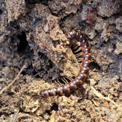 Paradoxosomatidae sp. (family) at O'Connor, ACT - 26 Jul 2022