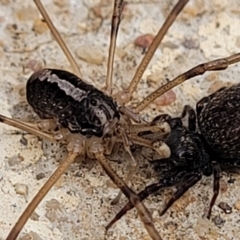 Opiliones (order) (Unidentified harvestman) at Bruce Ridge - 26 Jul 2022 by trevorpreston