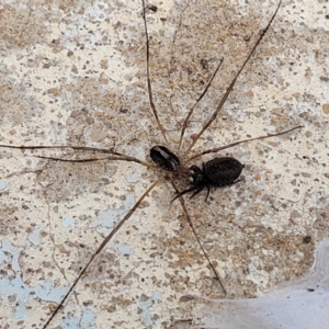 Opiliones (order) at O'Connor, ACT - 26 Jul 2022