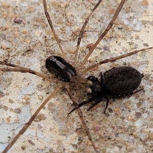 Opiliones (order) at O'Connor, ACT - 26 Jul 2022 12:19 PM