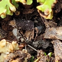 Iridomyrmex sp. (genus) (Ant) at O'Connor, ACT - 26 Jul 2022 by trevorpreston