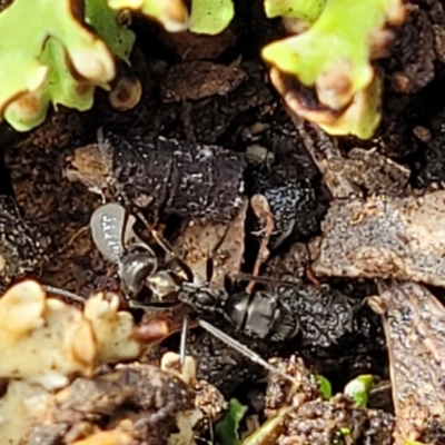Iridomyrmex sp. (genus) (Ant) at Bruce Ridge - 26 Jul 2022 by trevorpreston