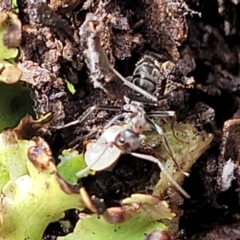 Iridomyrmex sp. (genus) at O'Connor, ACT - 26 Jul 2022