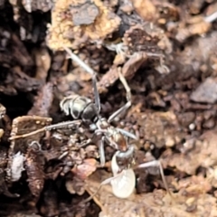 Iridomyrmex sp. (genus) at O'Connor, ACT - 26 Jul 2022