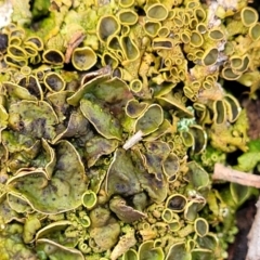 Parmeliaceae (family) (A lichen family) at Bruce Ridge - 26 Jul 2022 by trevorpreston